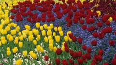 Flowers spring tulips