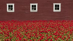 Flowers spring tulips Washington red flowers valleys