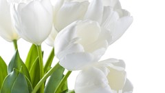 Flowers spring tulips white flowers