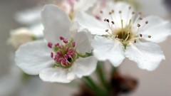 Flowers spring white flowers blossoms