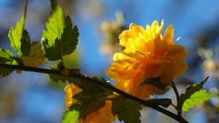Flowers spring yellow flowers