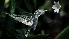 Flowers steampunk widescreen hummingbirds