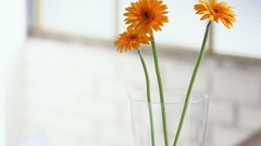 Flowers still life indoors gerber daisy