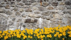 Flowers stone wall daffodils