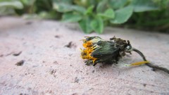 Flowers stones grass yellow