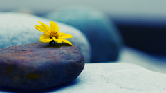 Flowers stones macro