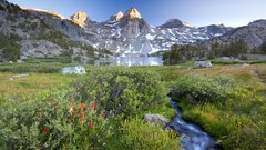 Flowers stones Mountains light streams bushes peaks Alpine 