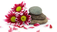 Flowers stones pebbles