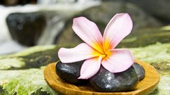Flowers stones plumeria
