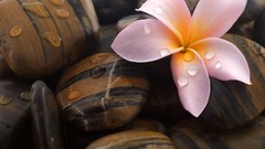 Flowers stones water drops plumeria