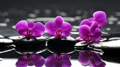 Flowers stones water pink flowers Orchids reflections selective 
