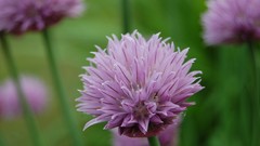 Flowers summer Garden purple flowers blurred background