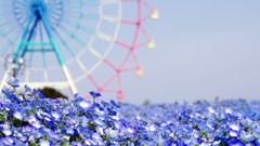 Flowers summer Japan blue flowers blurred background ferris 