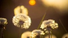 Flowers summer light dandelions bokeh