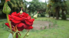 Flowers summer red Green roses close-up Parks