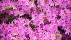 Flowers summer red pink amaranthe Amarant