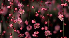 Flowers summer spring blossom