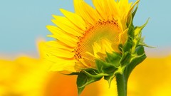 Flowers summer Sunflowers yellow flowers