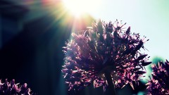 Flowers sun