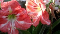 Flowers sun Green natural