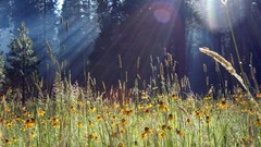 Flowers sun light meadows ears reflections