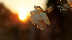 Flowers sun roses bokeh
