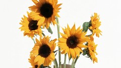 Flowers Sunflowers