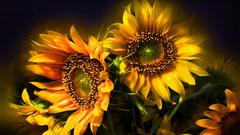 Flowers Sunflowers