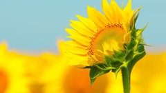 Flowers Sunflowers