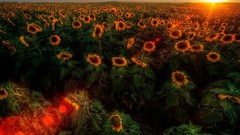 Flowers Sunflowers