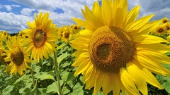 Flowers Sunflowers Austria