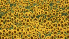 Flowers Sunflowers Austria