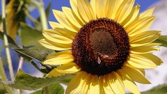 Flowers Sunflowers bees insects
