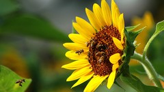 Flowers Sunflowers bees insects
