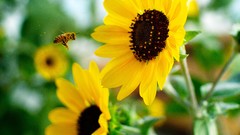 Flowers Sunflowers bees insects
