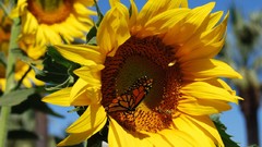 Flowers Sunflowers Butterflies insects national geographic