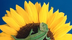 Flowers Sunflowers chameleons yellow flowers