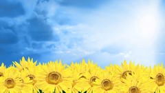 Flowers Sunflowers design Korea