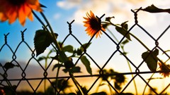 Flowers Sunflowers fences Chain Link Fence