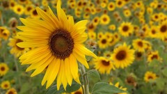 Flowers Sunflowers fields