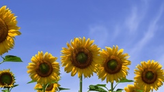 Flowers Sunflowers flower