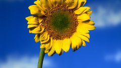 Flowers Sunflowers flower