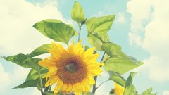 Flowers Sunflowers Helianthus annuus