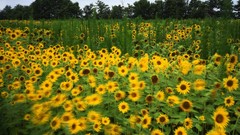 Flowers Sunflowers motion clay illinois
