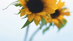Flowers Sunflowers white background