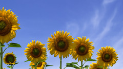 Flowers Sunflowers yellow flowers