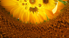 Flowers Sunflowers yellow flowers