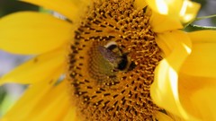 Flowers Sunflowers yellow flowers