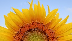 Flowers Sunflowers yellow flowers