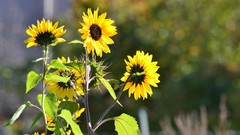 Flowers Sunflowers yellow flowers blurred background